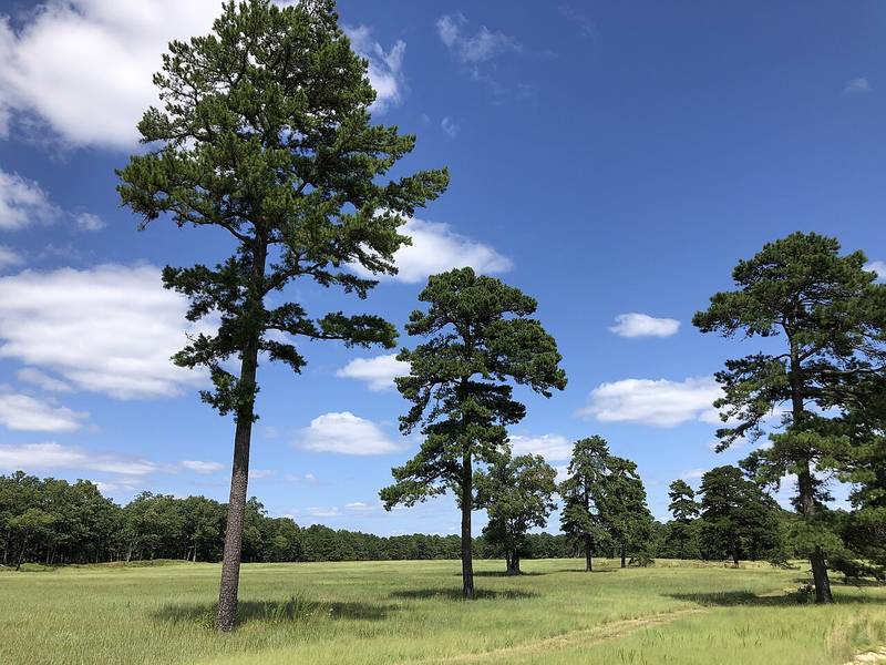 Tall pitch pines in a grassy clearing along Success Road in the Colliers Mills Wildlife Management Area, Jackson