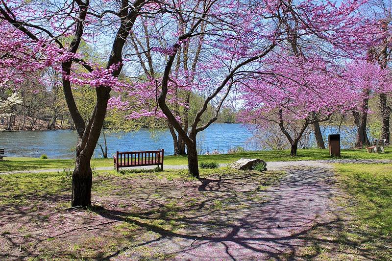 Flowering trees and a bench beside Lake Topanemus in spring