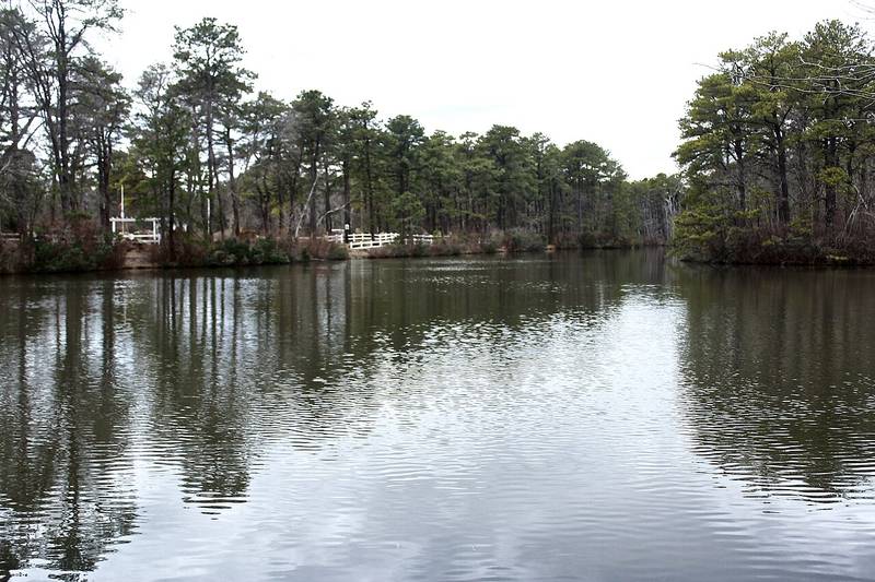 Pine trees reflected in the river at Winding River Park, Toms River